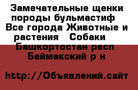 Замечательные щенки породы бульмастиф - Все города Животные и растения » Собаки   . Башкортостан респ.,Баймакский р-н